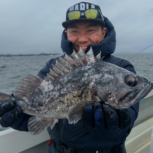 クロソイの釣果