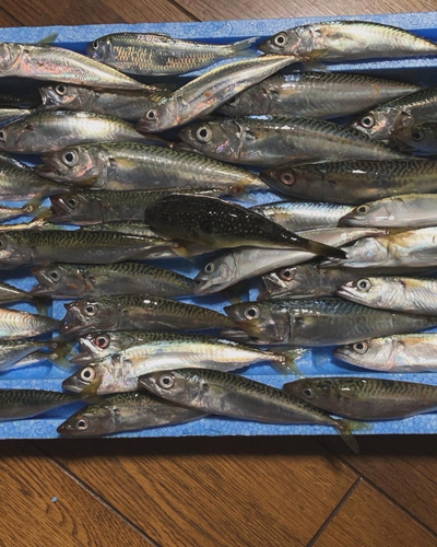 アジの釣果