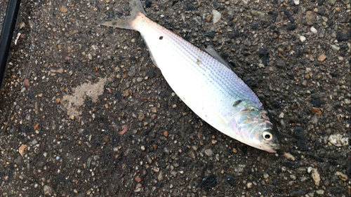 コノシロの釣果