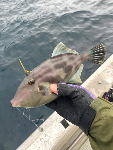 ウマヅラハギの釣果