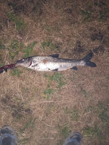 ニゴイの釣果