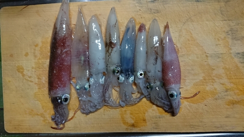 イカの釣果