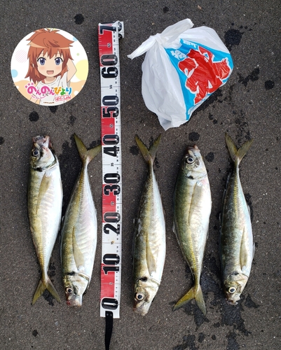 アジの釣果