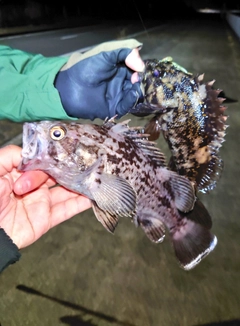 クロソイの釣果