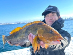 アイナメの釣果