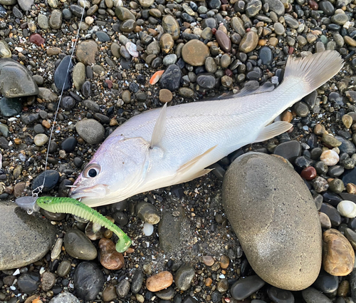 ニベの釣果