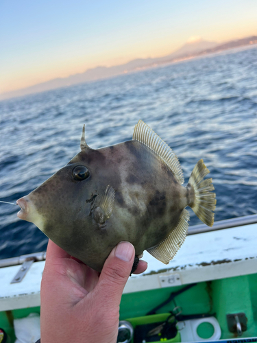 カワハギの釣果