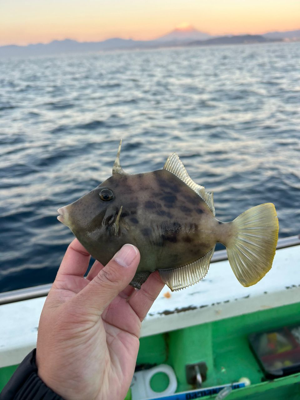 きンちゃンさんの釣果 2枚目の画像