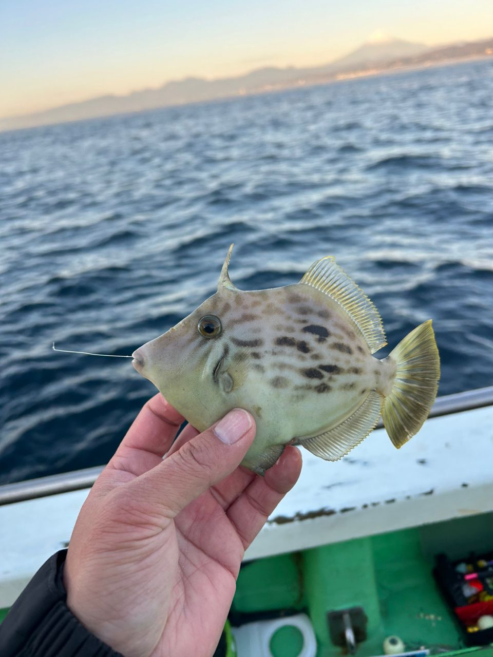 きンちゃンさんの釣果 3枚目の画像