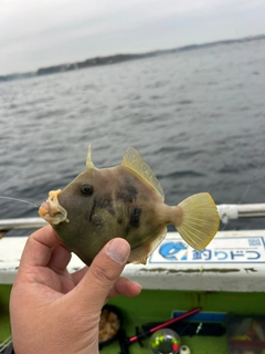 カワハギの釣果