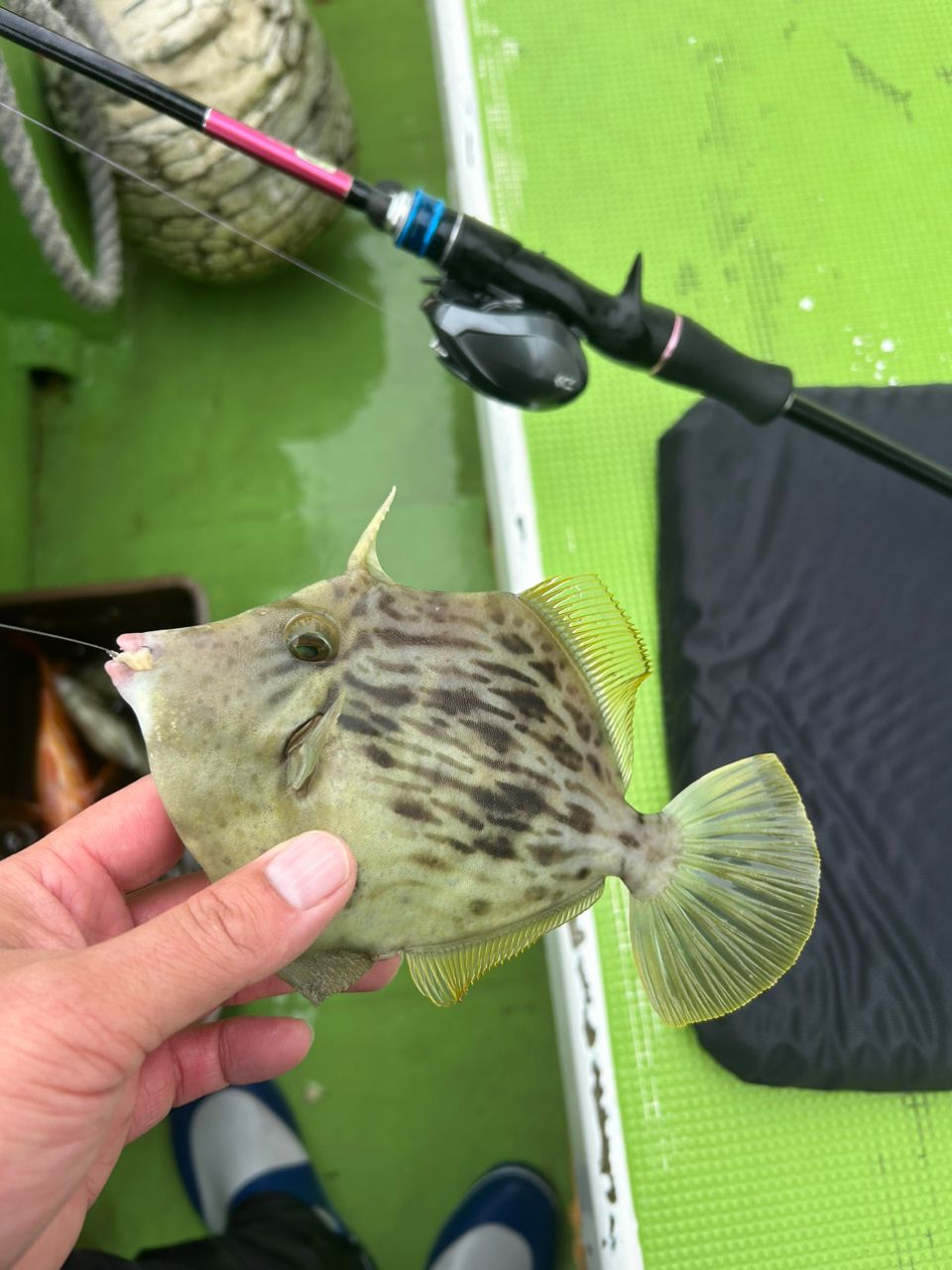 きンちゃンさんの釣果 2枚目の画像