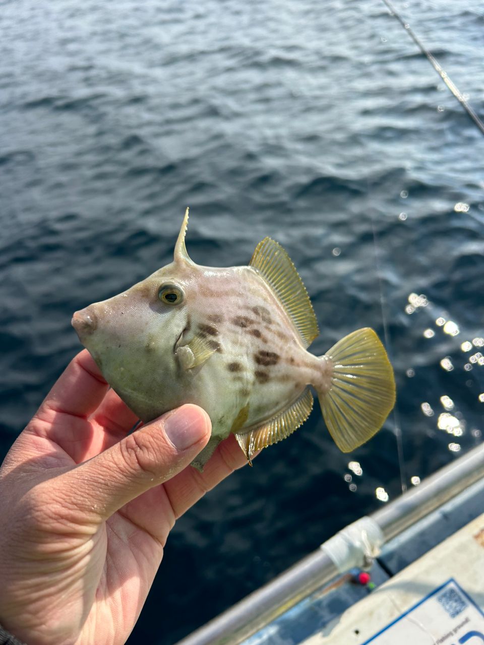 きンちゃンさんの釣果 3枚目の画像