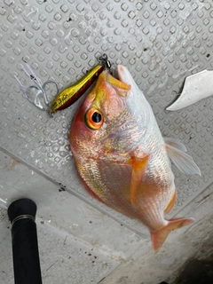 レンコダイの釣果