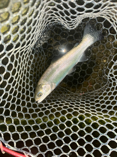 ニジマスの釣果