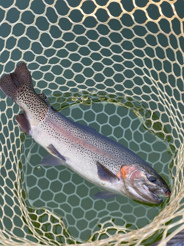 ニジマスの釣果