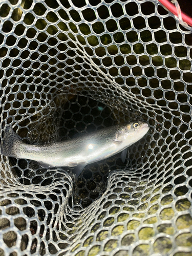 ニジマスの釣果