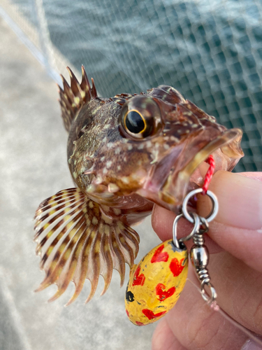 カサゴの釣果