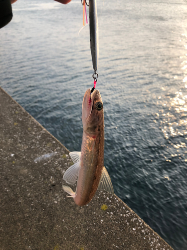 エソの釣果