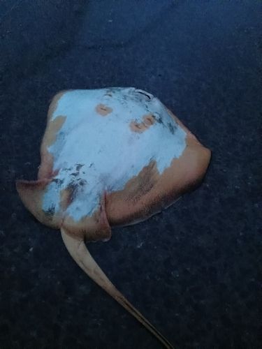 アカエイの釣果