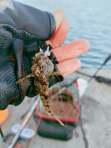 ハゼの釣果