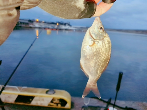 ウミタナゴの釣果