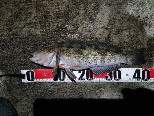 アイナメの釣果