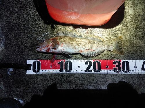 アイナメの釣果