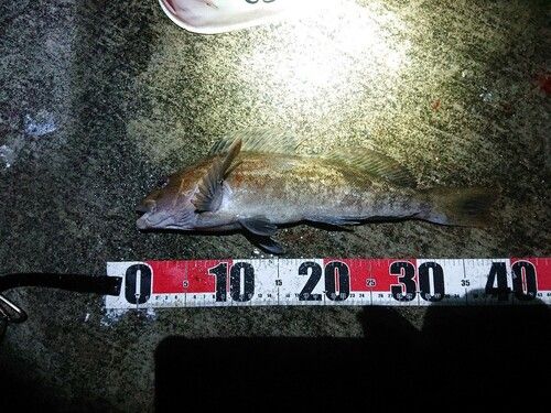 アイナメの釣果