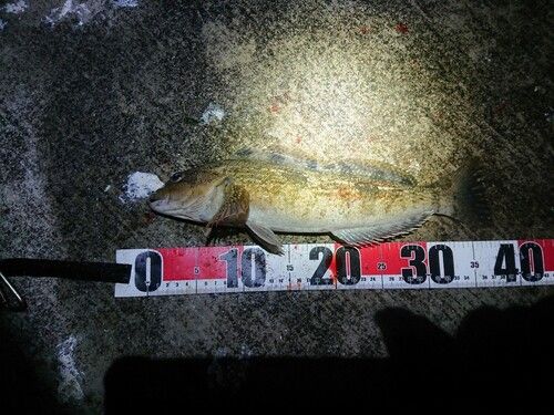 アイナメの釣果