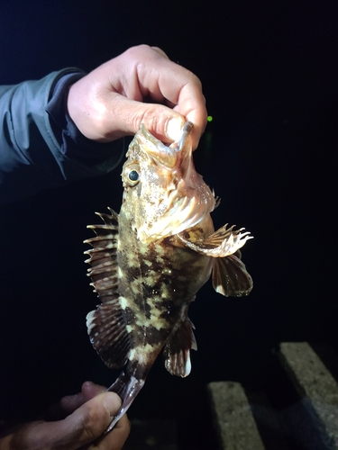 アラカブの釣果