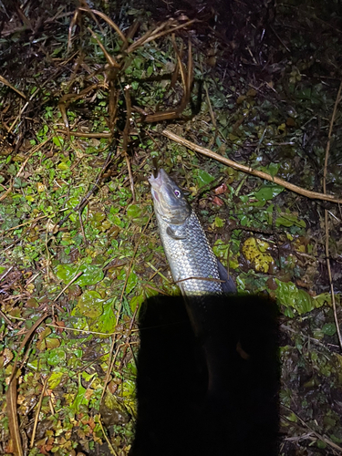 ニゴイの釣果