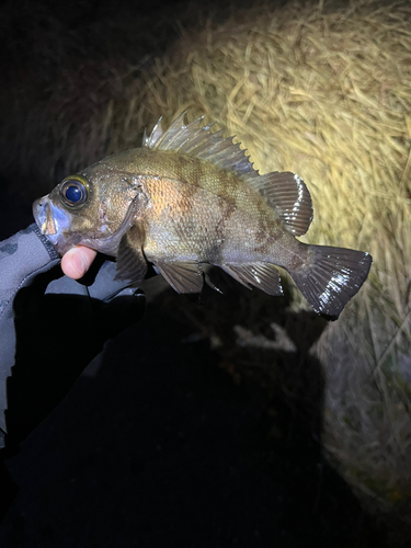 メバルの釣果