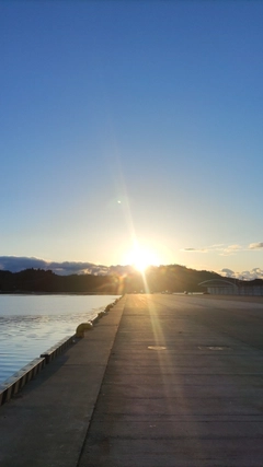 ヤリイカの釣果