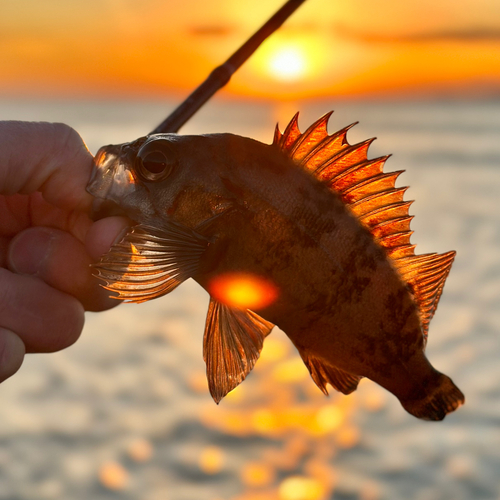 シロメバルの釣果