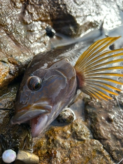 アイナメの釣果