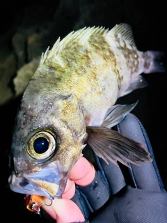 シロメバルの釣果