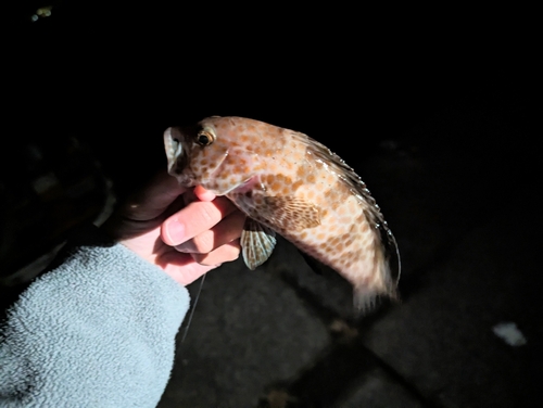 オオモンハタの釣果