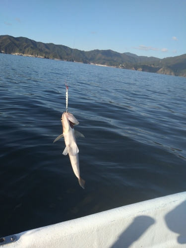 エソの釣果