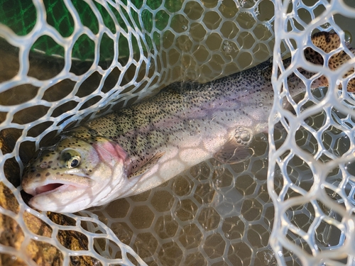 ニジマスの釣果