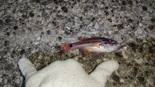 オオスジイシモチの釣果