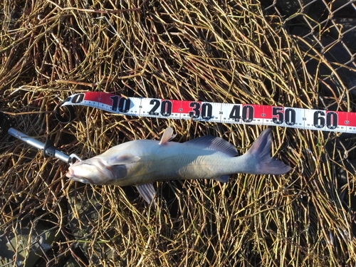 アメリカナマズの釣果