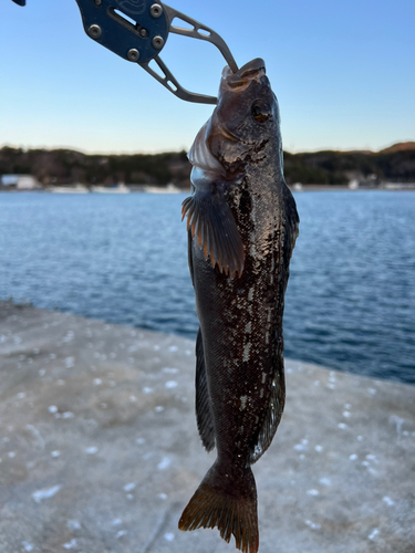 アイナメの釣果