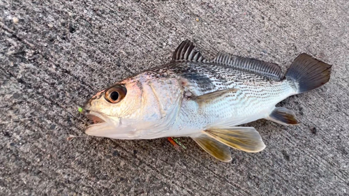 イシモチの釣果