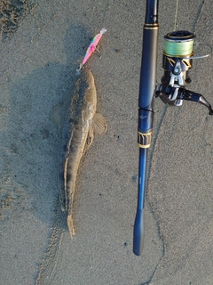 マゴチの釣果