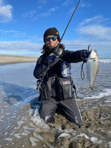 コノシロの釣果