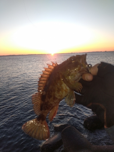 カサゴの釣果