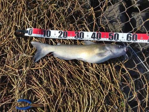 アメリカナマズの釣果