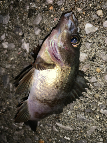 メバルの釣果