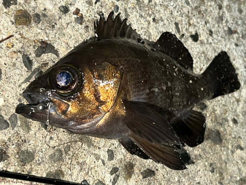 メバルの釣果