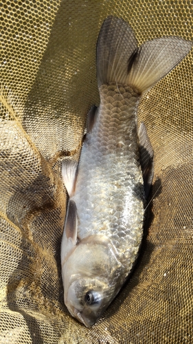 マブナの釣果